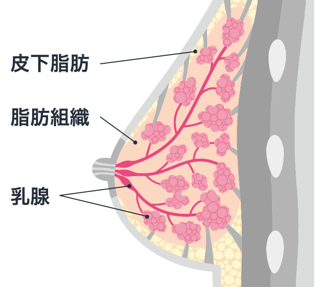 バストの仕組み